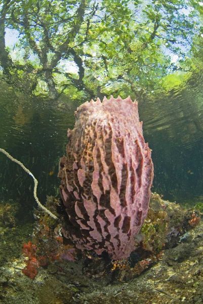 Indonesia, Misool Isl Barrel spong in mangrove